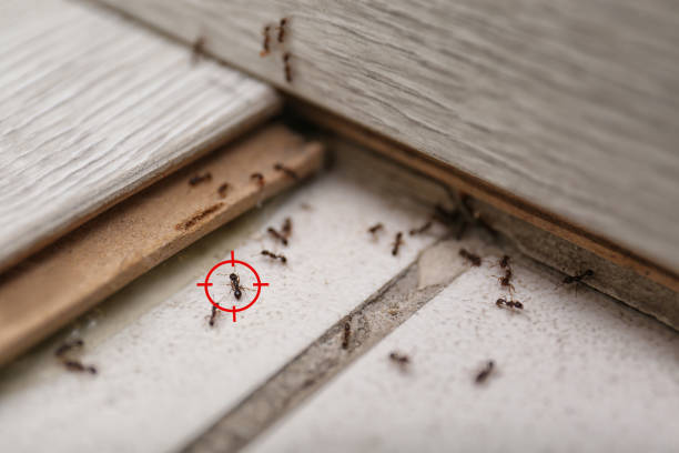 Best Wildlife Control Services  in Pollock Pines, CA