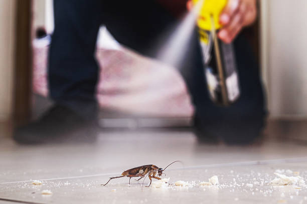 Best Termite Control Services  in Pollock Pines, CA